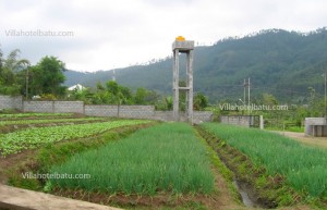 Villa rumah kayu pemandangan 4